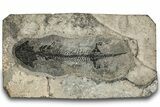 Early Permian Reptiliomorph (Discosauriscus) - Czech Republic #316652-1